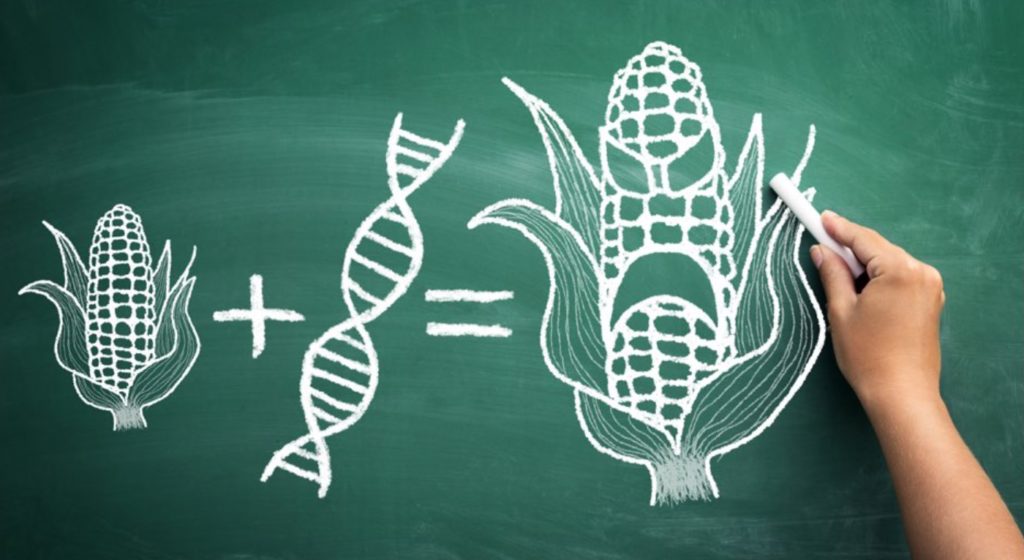 GMO-corn