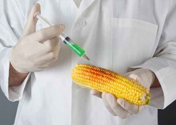 gmo-corn