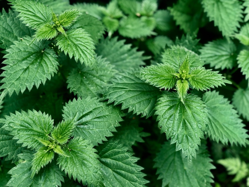 Stinging Nettle Rheumatoid Arthritis joint pain relief