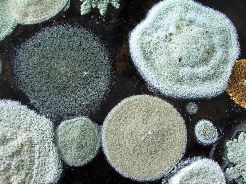 Autoimmune Mold Infections Autoimmune Mold Infections